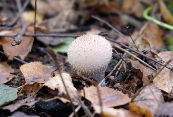 Thorny puffball mushroom (Lycoperdon perlatum), among the grass and leaves in the autumn forest, selective focus, horizontal orientation.