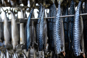Obraz premium Many carcasses of mackerel fish are prepared for the smoking process