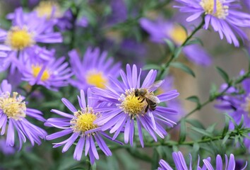 Obraz premium Bee and beautiful purple flower in the garden