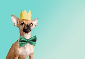 Cute dog with green bowtie on background. St. Patrick's Day celebration