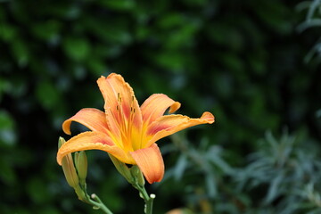 Bonn Germany June 2021 yellow red daylily against dark green background in natural daylight