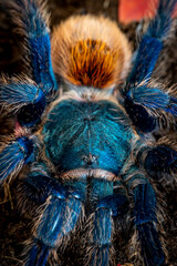Green bottle blue tarantula chromatopelma cyaneopubescens