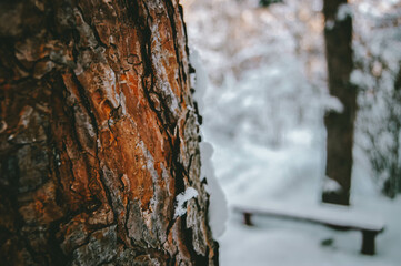Snow tree bark. Beautiful texture. Wildlife creates the best forms.