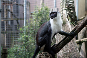 Portrait of roloway monkey on tree branch at the zoologic park