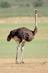 Female ostrich (Struthio camelus) in natural habitat, Kalahari desert, South Africa. - obrazy, fototapety, plakaty