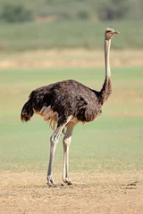 Foto op Aluminium Female ostrich (Struthio camelus) in natural habitat, Kalahari desert, South Africa. © EcoView