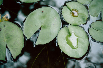 Lilie wodne, rośliny na wodzie.