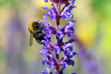 Hummel auf einem Steppensalbei
