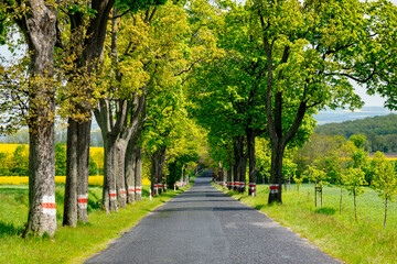 Fototapeta na wymiar asphalt rural road in south country of Poland in spring time