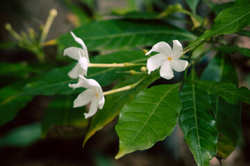 Biały kwiat jaśminu na tle zielonych liści krzewu, piękna aromatyczna roślina. - obrazy, fototapety, plakaty