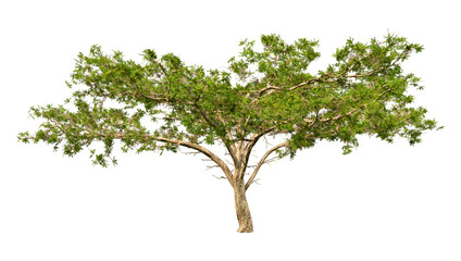 3D Rendering Acacia Tree on White