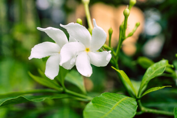 Biały kwiat jaśminu na tle zielonych liści krzewu, piękna aromatyczna roślina. - obrazy, fototapety, plakaty