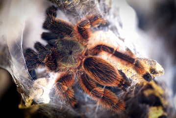 Darth maul tarantula Psalmopoeus victori