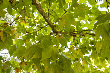 Fototapeta premium Green leaves on a tree