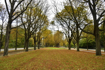 Les marronniers centenaires de l'avenue de Tervuren à la hauteur du parc Parmentier en automne à Woluwe-St-Pierre