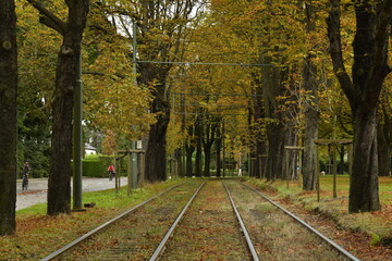 Les rails de tram des lignes 39 et 44 entre un sens de circulation à l'allée verte centrale bordée de marronniers en automne près du parc Parmentier à Woluwe-St-Pierre
