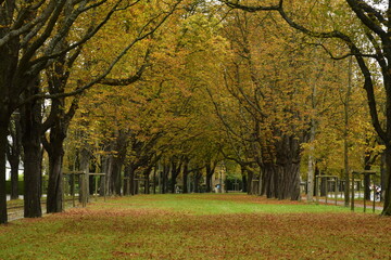 Fototapeta premium Les marronniers centenaires de l'avenue de Tervuren à la hauteur du parc Parmentier en automne à Woluwe-St-Pierre
