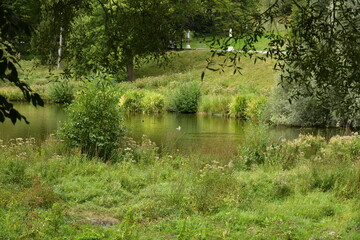 Berges sauvages d'un étang au bois de Woluwe à Woluwe-St-Pierre