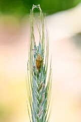 Wanze (Spitzling) im Gras