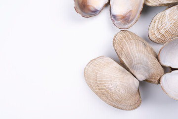 Sea shells on white background, arranged on bottom right corner, with copy space. Top view.