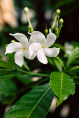 Obraz na płótnie Canvas Biały kwiat jaśminu na tle zielonych liści krzewu, piękna aromatyczna roślina.
