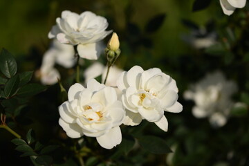 White roses in late summer garden, bokeh rose leaves and flowers background.