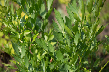 Fresh, bio lovage in the garden, a large edible white-flowered plant of the parsley family, herbalism concept