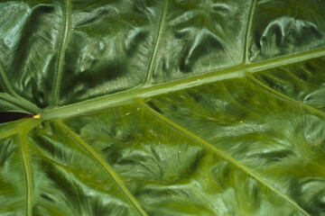 Zielone tropikalne tło z liści, piękna tekstura  roślinna.