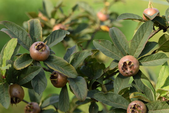 Medlar ripening fruits on tree, rare and forgotten fruits.