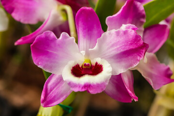 Fototapeta na wymiar Dendrobium Nobile orchid flower with center focus and rest of image blurred