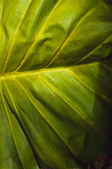 Zielone tropikalne tło z liści, piękna tekstura  roślinna. - obrazy, fototapety, plakaty