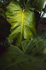 Zielone tropikalne tło z liści, piękna tekstura  roślinna.