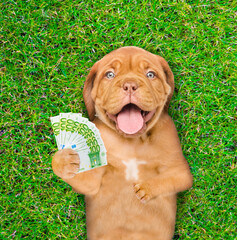 Happy mastiff puppy wearing sunglasses lies on its back on summer green grass and holds euro. Top down view. isolated on white background