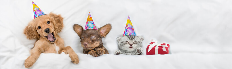 Happy yawning English Cocker spaniel puppy, Dachshund puppy and kitten wearing birthday caps sleep...