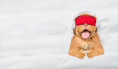 Mastiff puppy wearing headphones and sleeping mask hugs toy bear and sleeps under white blanket on...