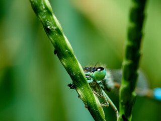 Fototapeta premium Damselfly in a natural environment. Ischnura graellsii. 