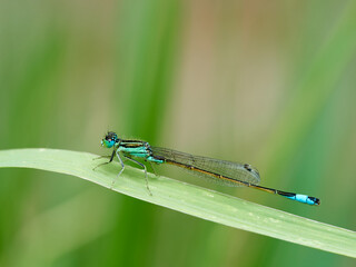 Damselfly in a natural environment.  Ischnura graellsii.    © Macronatura.es