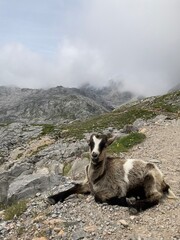 Obraz premium Cabra salvaje en la naturaleza