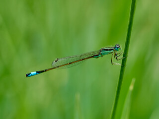 Damselfly in a natural environment.  Ischnura graellsii.   