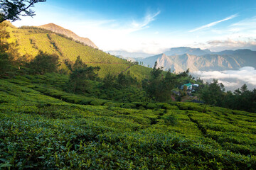 Early morning on high altitude tea plantation with mountains in background, Munar, Kerala, India