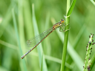 Damselfly in a natural environment.  Ischnura graellsii.   