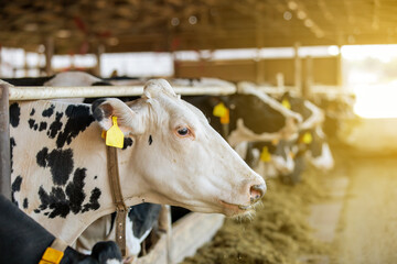 Agricultural concept, diary cows eating a hay in modern free livestock stall or cowshed for...