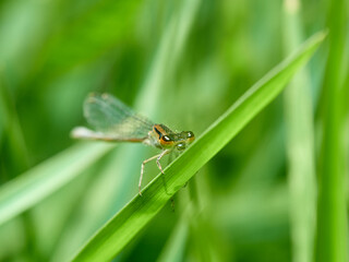 Damselfly in a natural environment.  Ischnura graellsii.   
