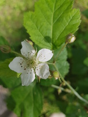 apple tree blossom