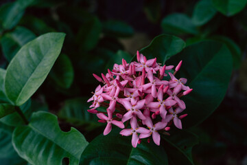 Różowo fioletowe tropikalne kwiaty na tle zielonych ciemnych liści, piękne naturalne tło.