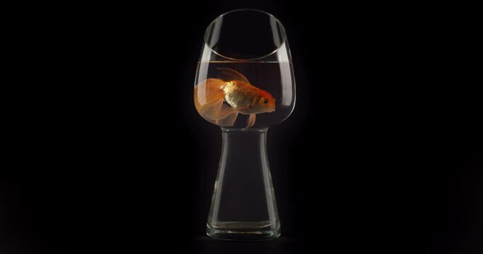 Beautiful gold fish in glass on black background