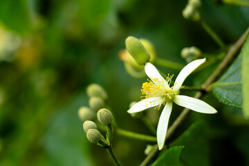 White color flowers of Grewia laevigata  tree in the Malvaceae family
