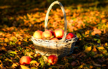 apples in a basket
