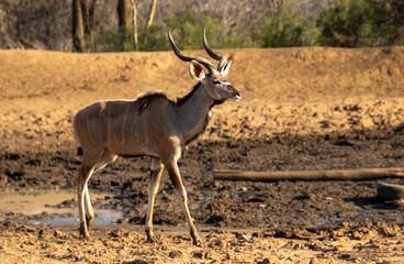 Naklejka na ściany i meble A young kudu bull at a drying waterhole in the African bush
