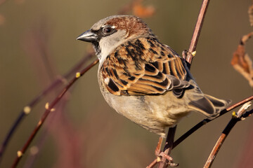 Portrait of male house sparrow (passer domesticus) perched on bush branch